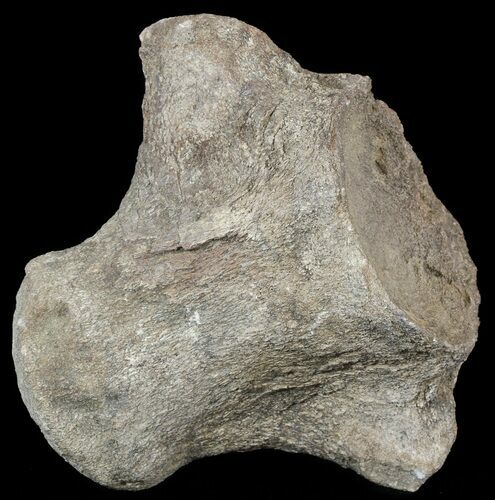 Mosasaur (Tylosaurus) Dorsal Vertebrae - Kansas #54280